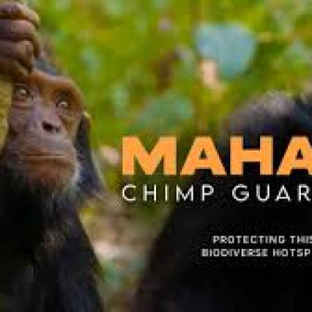 Mahale chimp Guardian's